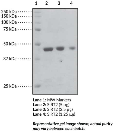 SIRT2 (human, recombinant)