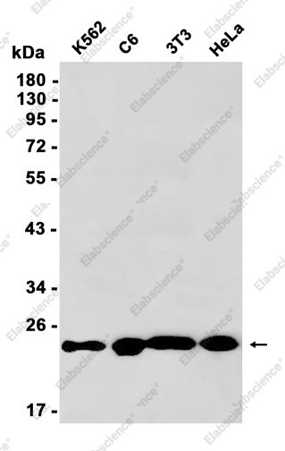 Anti-Recombinant GST3, clone C112613