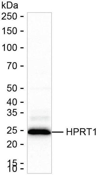 Anti-HPRT1