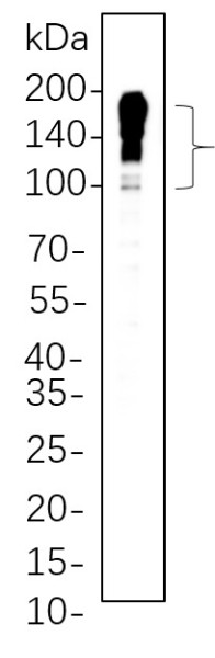 Anti-Recombinant MUC2, clone 10F11