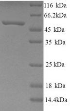 Neuropeptide FF receptor 2 (NPFFR2), human, recombinant