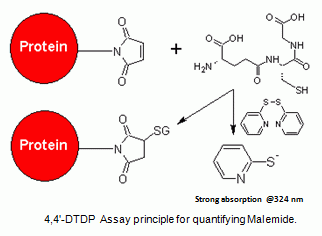 Amplite(TM) Colorimetric Maleimide Quantitation Kit