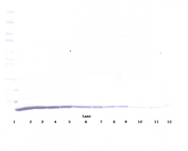 Anti-CCL22 / MDC (Biotin)
