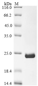 RecQ-like DNA helicase BLM (BLM), partial, human, recombinant