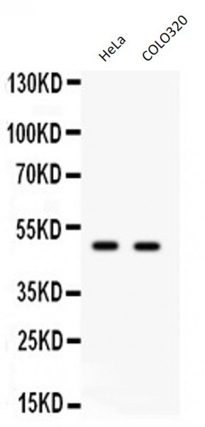 Anti-E2F3