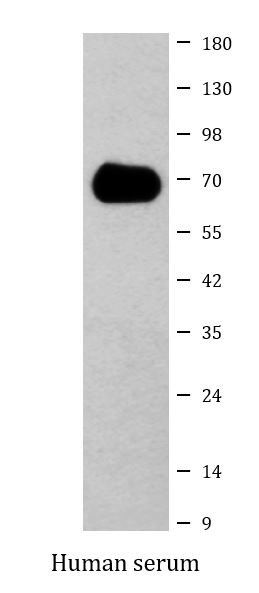 Anti-Human Serum Albumin, clone 7D1-C10-E7