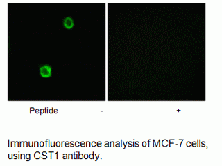 Anti-CST1