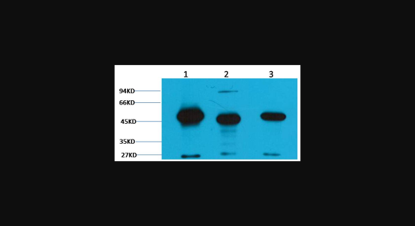 Anti-FH/Fumarase, monoclonal