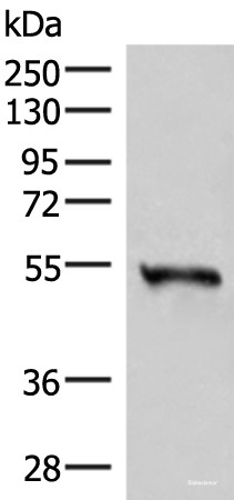 Anti-RETREG1