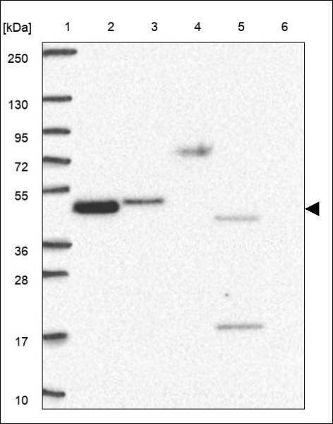 Anti-C3orf38