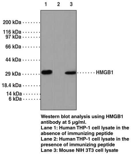 Anti-HMGB1 (aa 100-150)