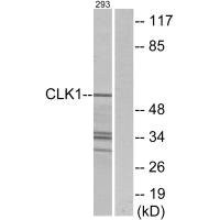 Anti-CLK1