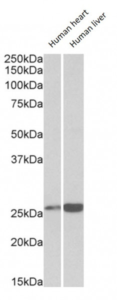 Anti-Peroxiredoxin 6