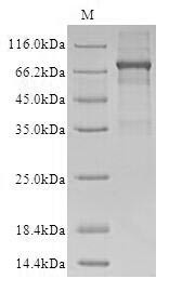 Metalloendopeptidase OMA1, mitochondrial (OMA1) (Active), human, recombinant