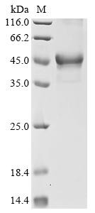 Protein fosB (FOSB), recombinant human