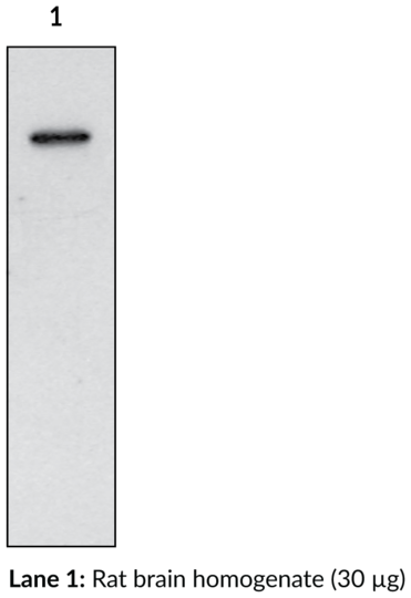 Anti-COX-1 (mouse)