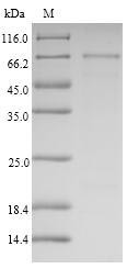 Semenogelin-1 (SEMG1), human, recombinant