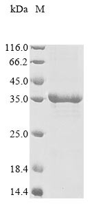Ly6/PLAUR domain-containing protein 3 (LYPD3), human, recombinant
