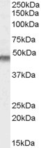 Anti-KCNJ11 / KATP /, Internal (near the N-term)