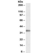 Anti-PCNA