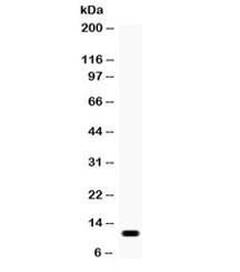 Anti-Eotaxin / CCL11