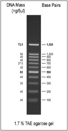 Biomol 100bp DNA Ladder 1, ready-to-use