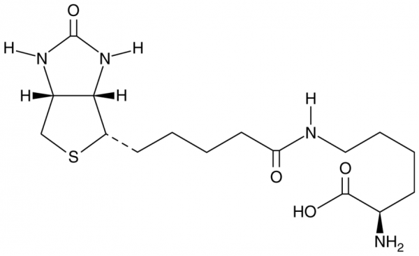 Biocytin