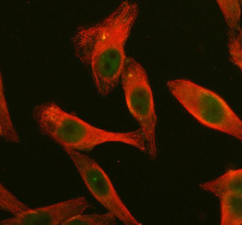 Anti-DUSP2 / Dual specificity protein phosphatase 2