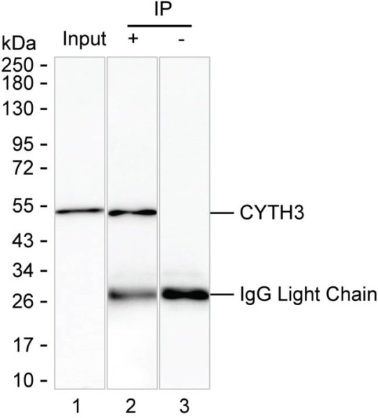 Anti-CYTH3
