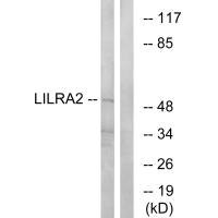 Anti-LILRA2