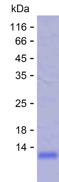 SOX15 (human), recombinant protein