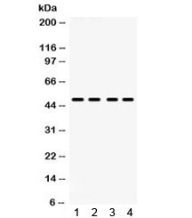 Anti-PAR2 / F2RL1 / Thrombin Receptor-like 1