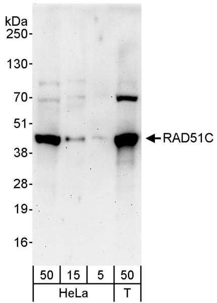 Anti-RAD51C