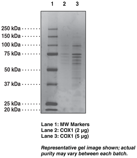 COX-1 (ovine)