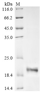 Urocortin-2 (UCN2), partial, human, recombinant