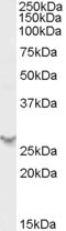 Anti-PSME2, C-terminal
