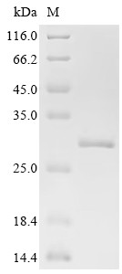Serum amyloid A-3 protein (Saa3), mouse, recombinant