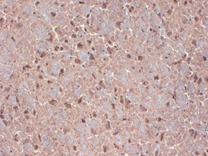 Anti-Contactin, clone S73-20