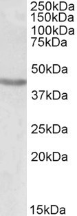 Anti-POU3F2 / BRN2 / OCT7, Internal (near N-term)