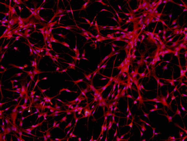 Human Pluripotent Stem Cell-derived Astrocytes