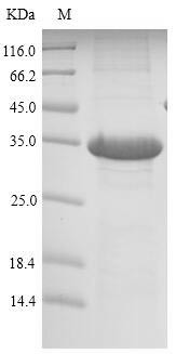 Lithostathine-1 (Reg1), mouse, recombinant