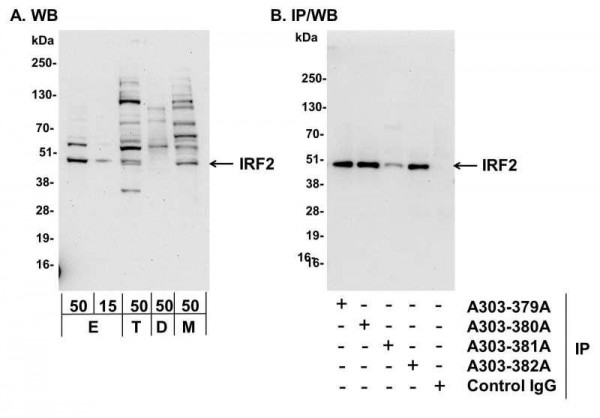 Anti-IRF2