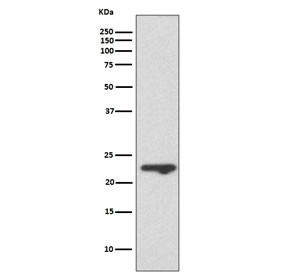 Anti-MUC1 / Mucin-1, clone FHA-13