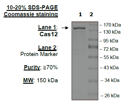 Cas12, GST-tag (Lachnospiraceae)