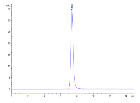 IGF2R, His &amp; Avi, Human