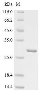 Unconventional myosin-XVI (MYO16), partial, human, recombinant