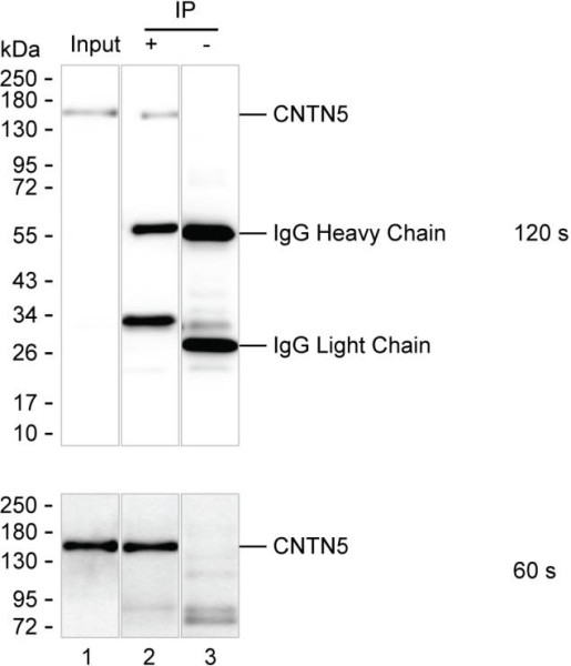 Anti-CNTN5