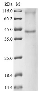 P2Y purinoceptor 13 (P2yr13), mouse, recombinant