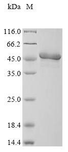Dual specificity protein phosphatase 6 (DUSP6), human, recombinant