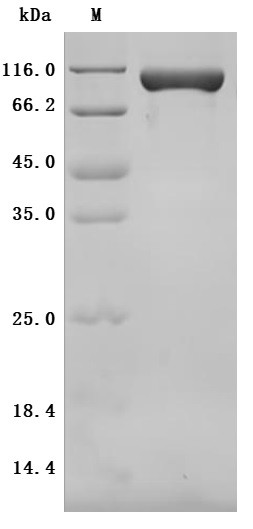 CUB domain-containing protein 1 (Cdcp1), partial (Active), mouse, recombinant